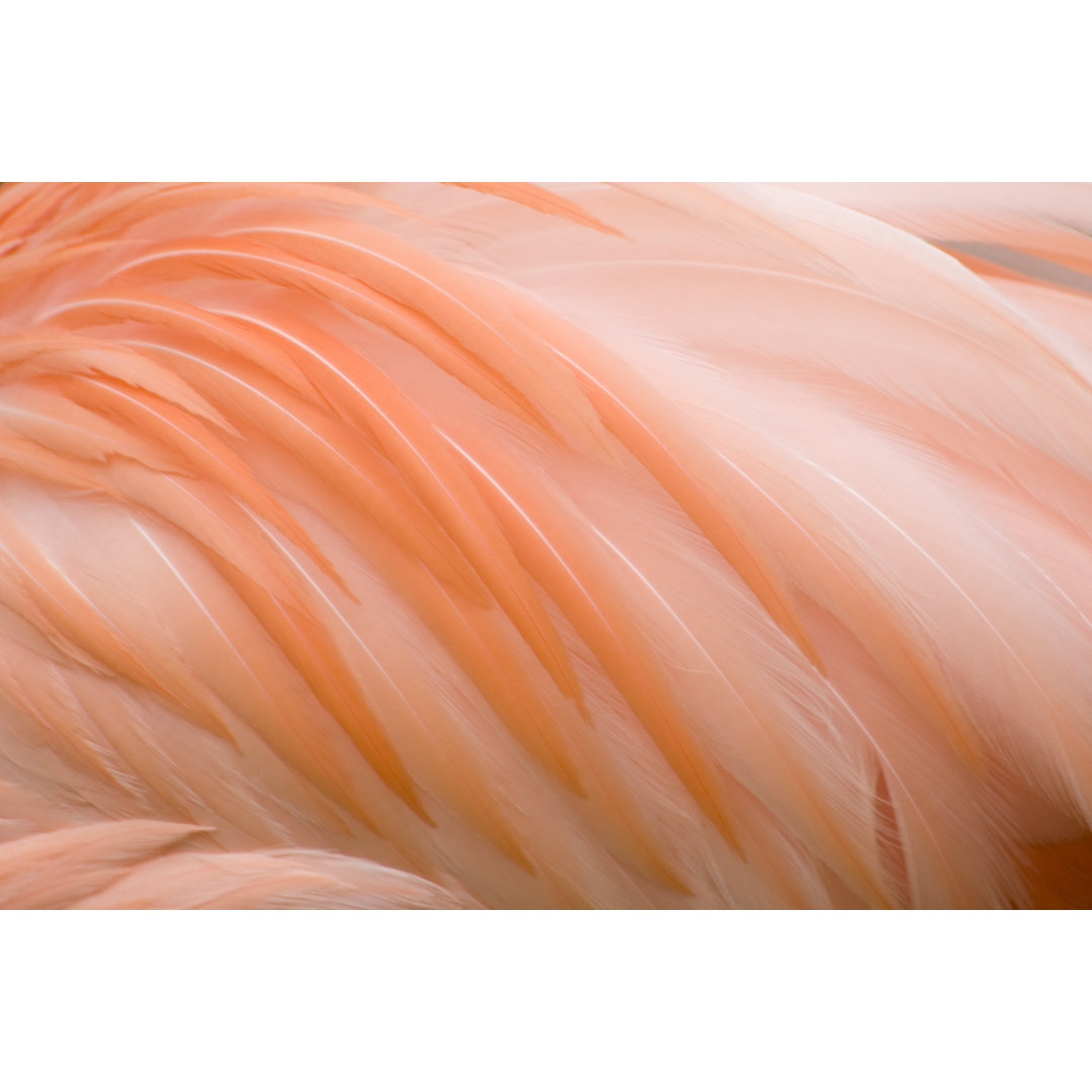 Flamingo Plumage von Jennyhorne - Leinwandbild