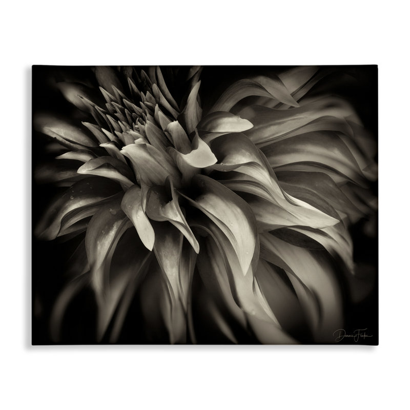 «Dark Curling Chrysanthemum», art mural sur toile par Dennis Frates, H 30 po x l 40 po