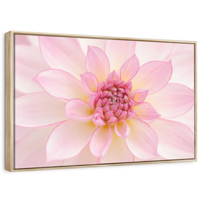 Pétales de dahlia rose clair
