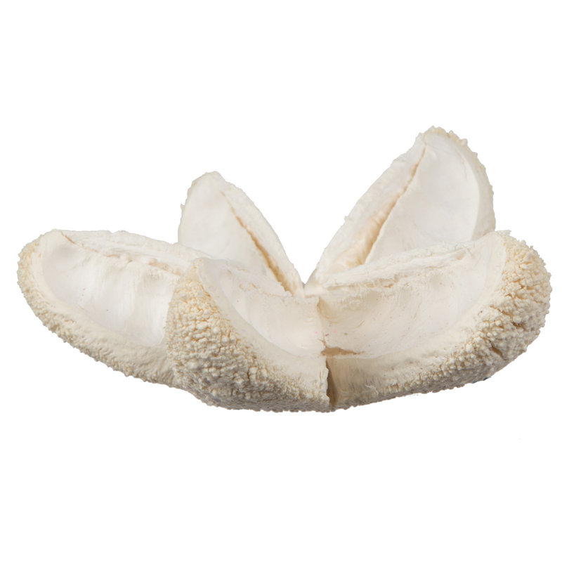 Preserved Bullet Flower Arrangement