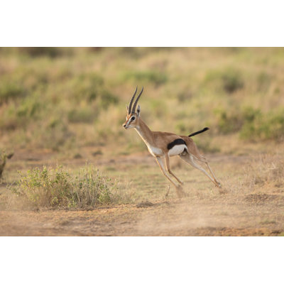 «Thompson's Gazelle Courir» - Photographie sur toile tendue