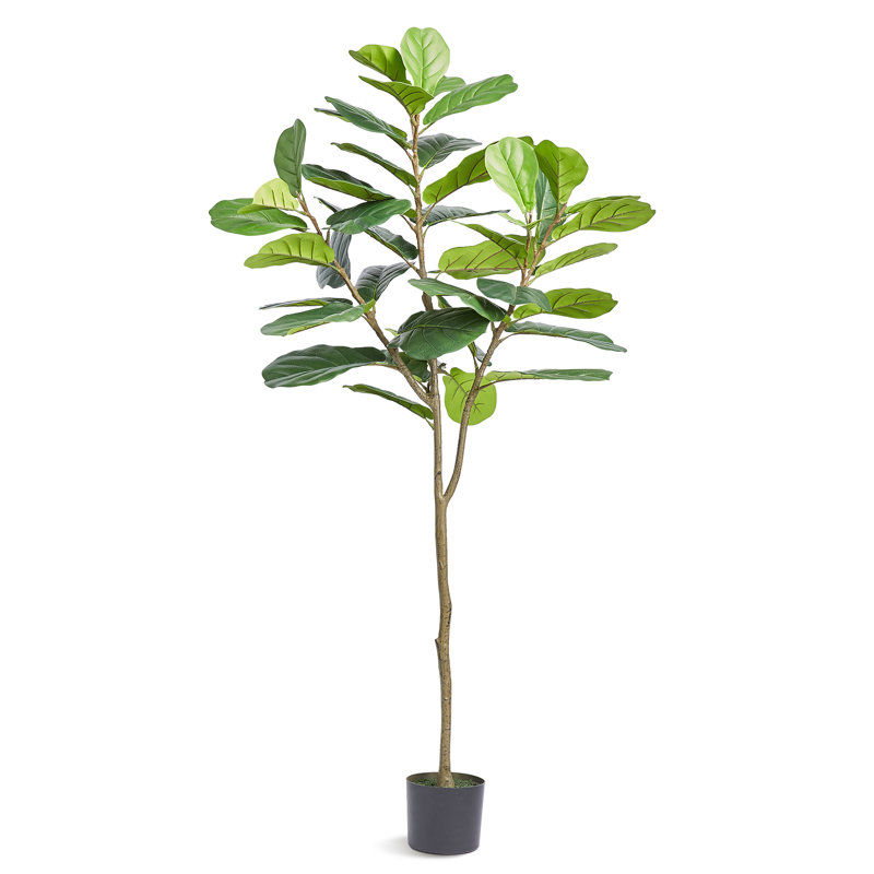 Tulipier 72,83 po