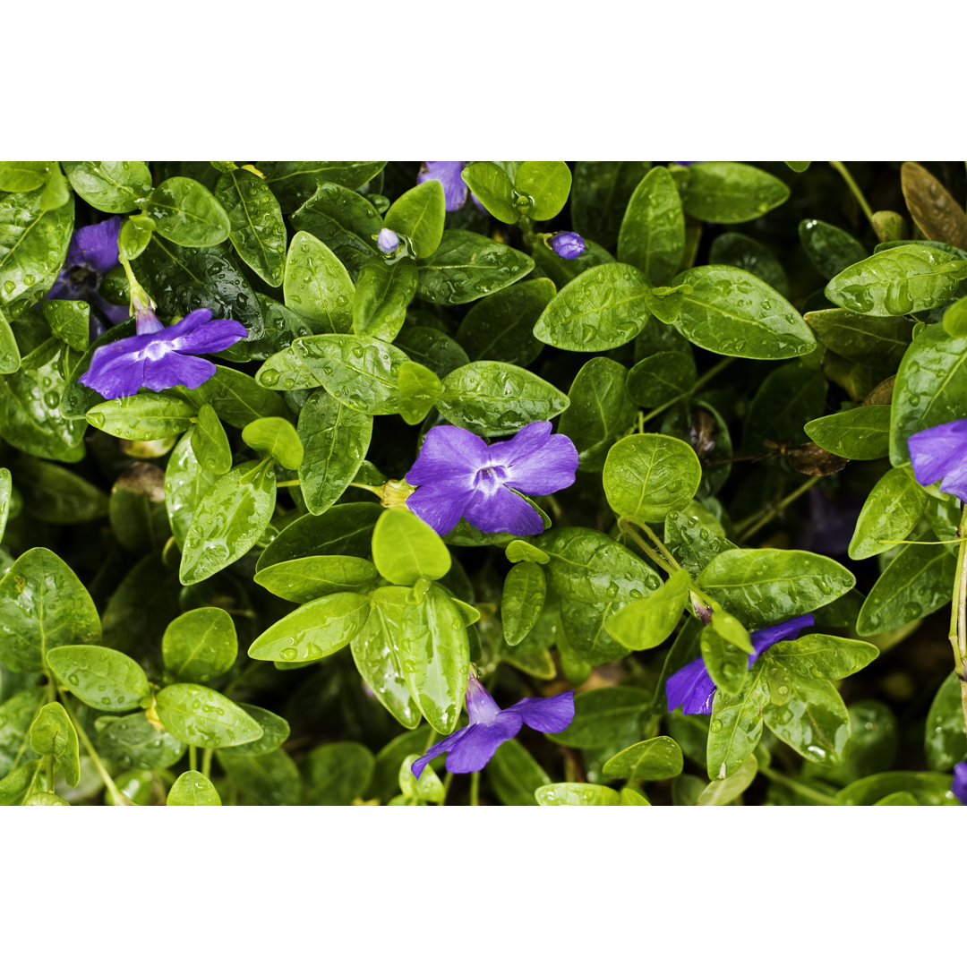 Vinca Minor Bodendecker von Debibishop - Kunstdrucke auf Leinwand ohne Rahmen