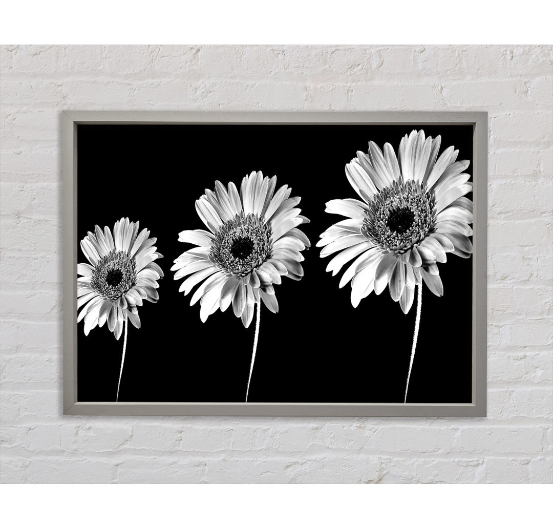 Gerbera Gänseblümchen Schwarz und Weiß - Einzelner Bilderrahmen Kunstdrucke auf Leinwand