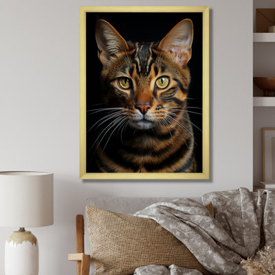 Chat, tigre, portrait de chat