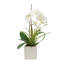Orchid In White Vase