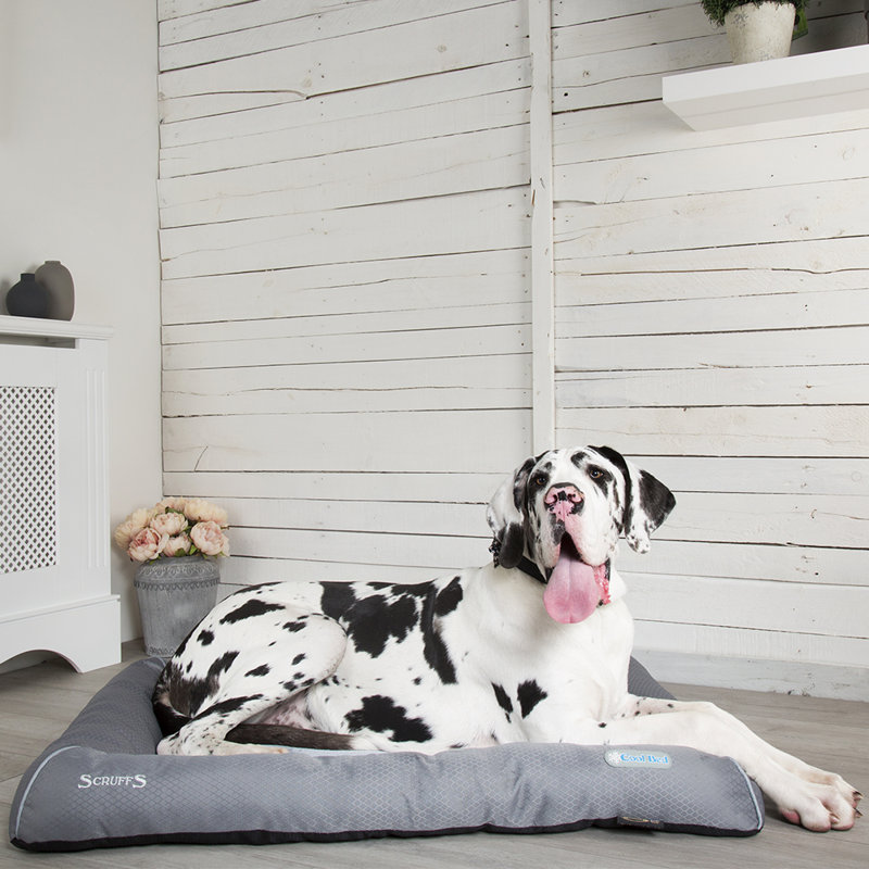 Polyester Pet Bed, 7cm H x 100cm W x 75cm D