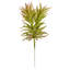 Plante grasse