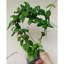 Paquet de 6 treillis en bambou de forme ronde pour plante en pot, 16 po ...