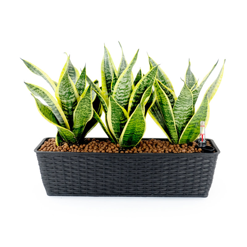 2 Self-Watering Planters - Hand Woven For Indoor And Outdoor Reduces Plant Maintenance Enhances Patio Decor, Black