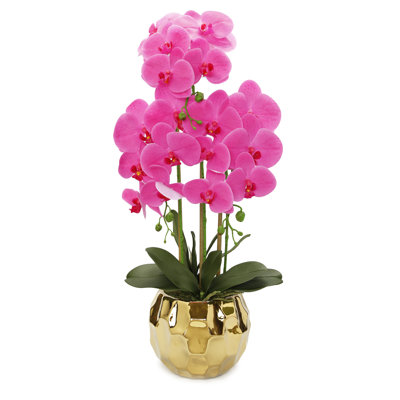 Orchidée dans un vase