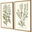Botanical Plants II Set by Giclee Studio