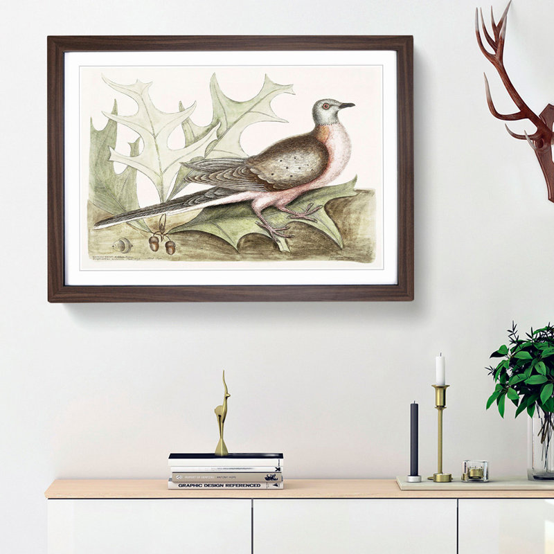 Pigeon of Passage by Mark Catesby - Picture Frame Painting Print, Walnut Framed, 48cm H x 65cm W x 2cm D