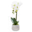 Arrangement floral orchidée en pot