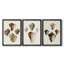 Sowerby Shells I  -Custom Framed  Wrapped Gallery Canvas - 3 Pieces-571147855-571147851