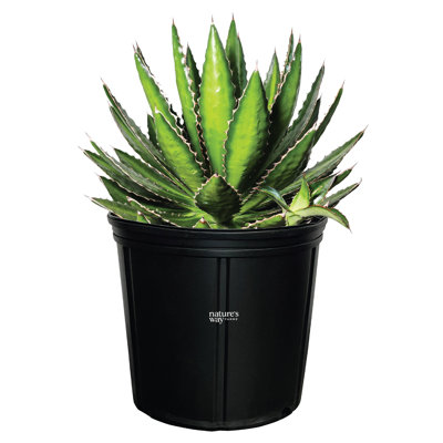 Nature's Way Farms 1.72 Gallon Quadricolor Agave Live Plant in Grower Pot