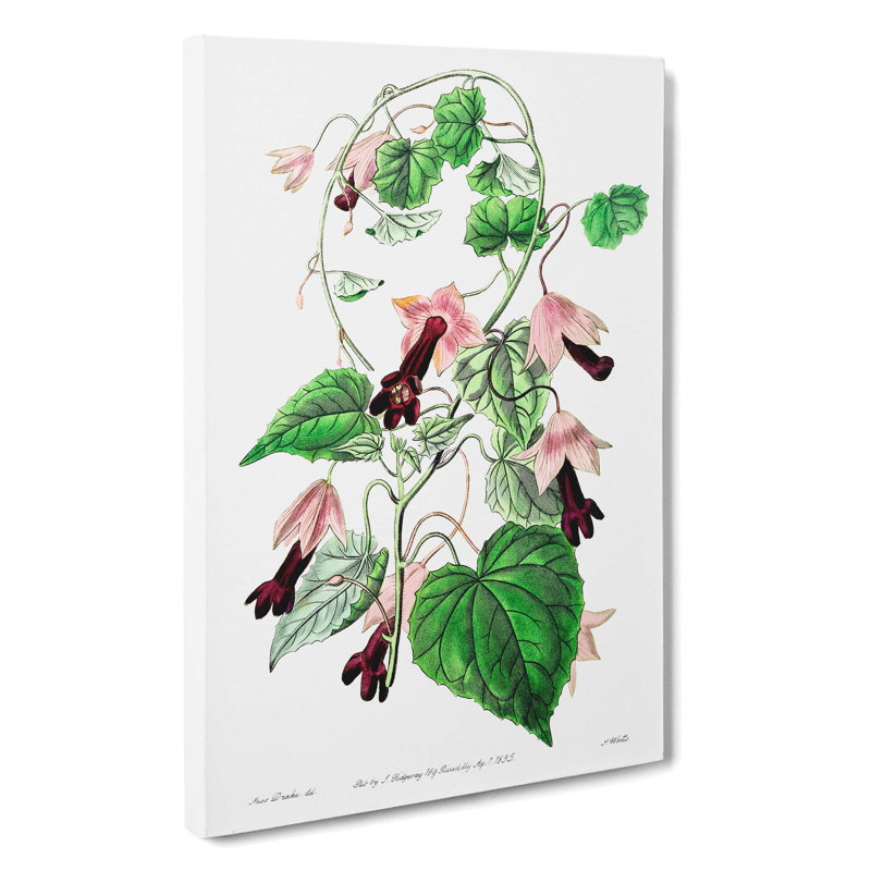Purple Bell Vine Flowers - Wrapped Canvas, 50cm H x 35cm W x 3cm D