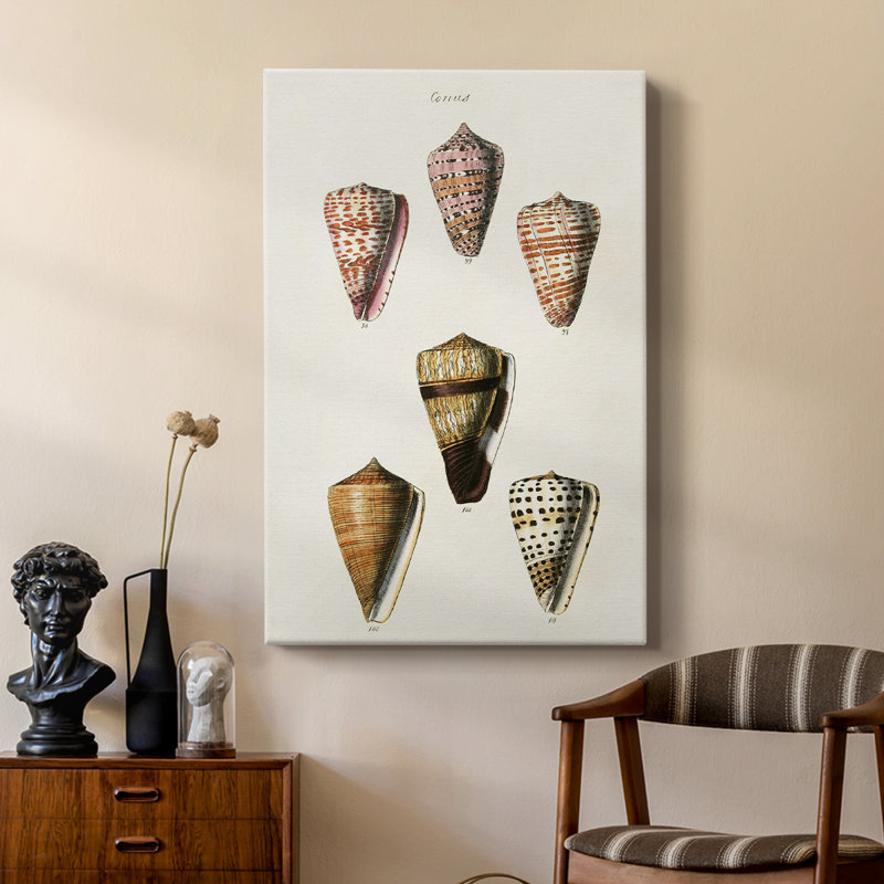 Cone Shell Collection IV -Custom Wrapped Gallery Cavas