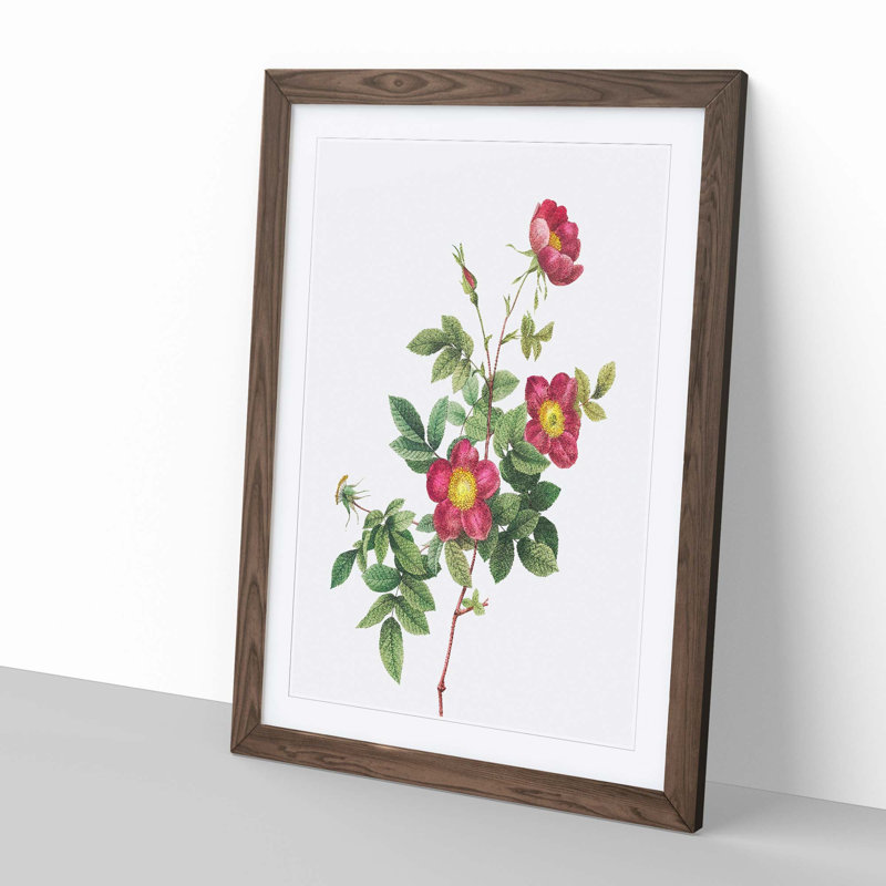 Common Alpine Rose in Pink by Pierre-Joseph Redoute - Picture Frame Painting, 48cm H x 36cm W x 2cm D, Walnut Framed
