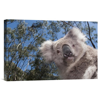 " Koala "