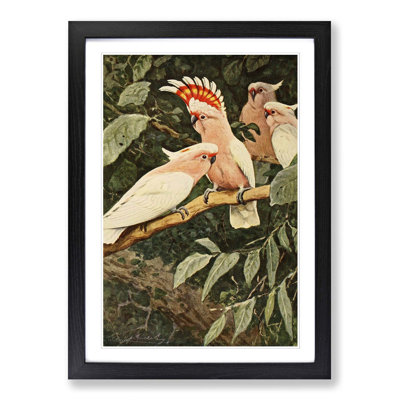Vintage Major Mitchells Cockatoo by Wilhelm Kuhnert - Framed Print