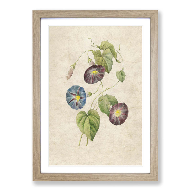 Morning Glory Flowers by Pierre-Joseph Redoute - Picture Frame Painting Print, 65cm H x 48cm W x 2cm D, Oak Framed