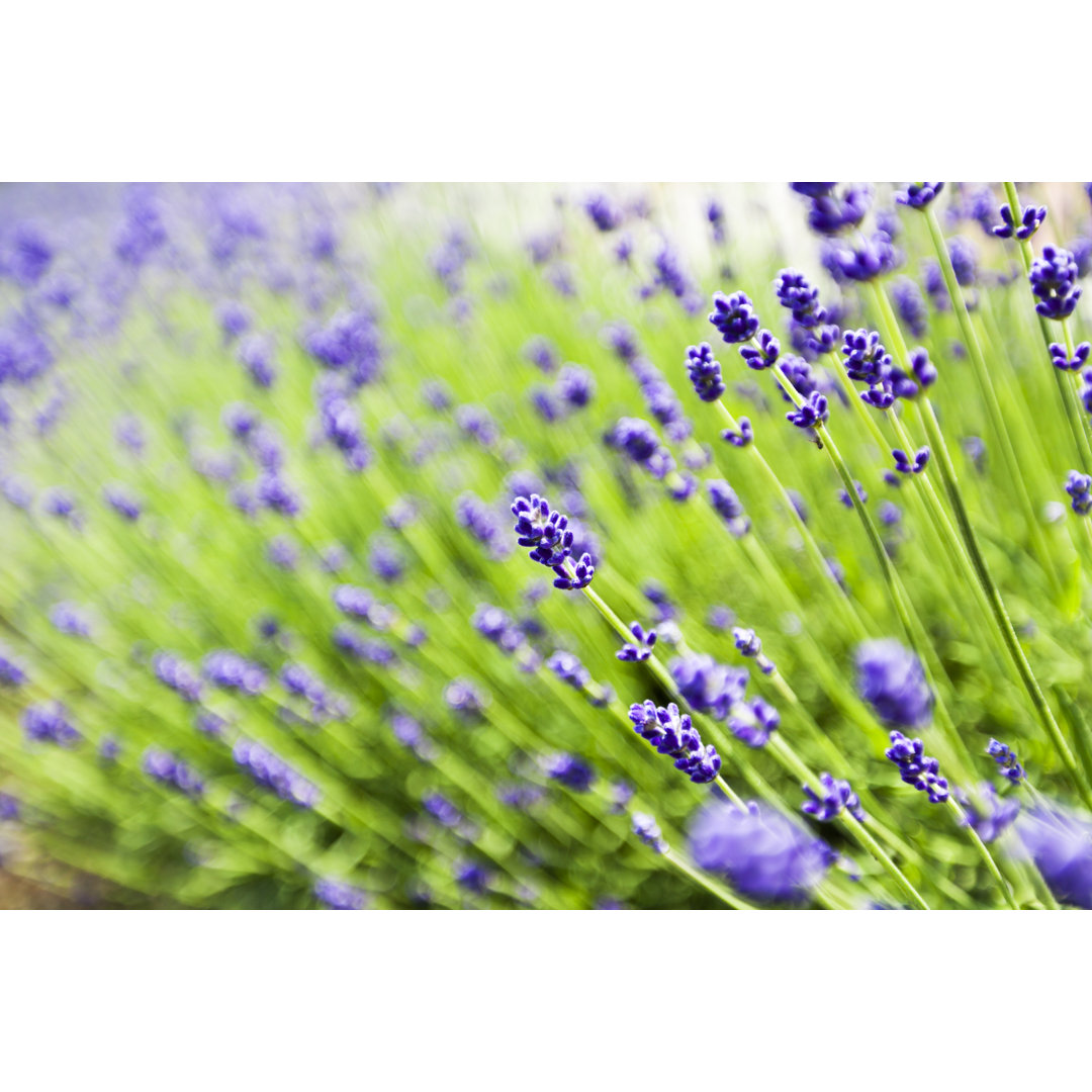 Lavendelblüten im Sommer von Ooyoo - Druck auf Leinwand ohne Rahmen