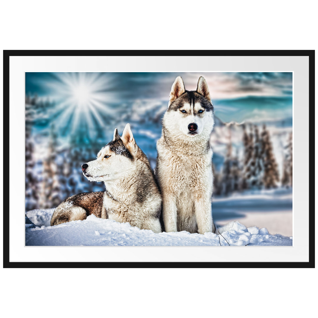 Gerahmtes Poster Zwei wilde Huskies