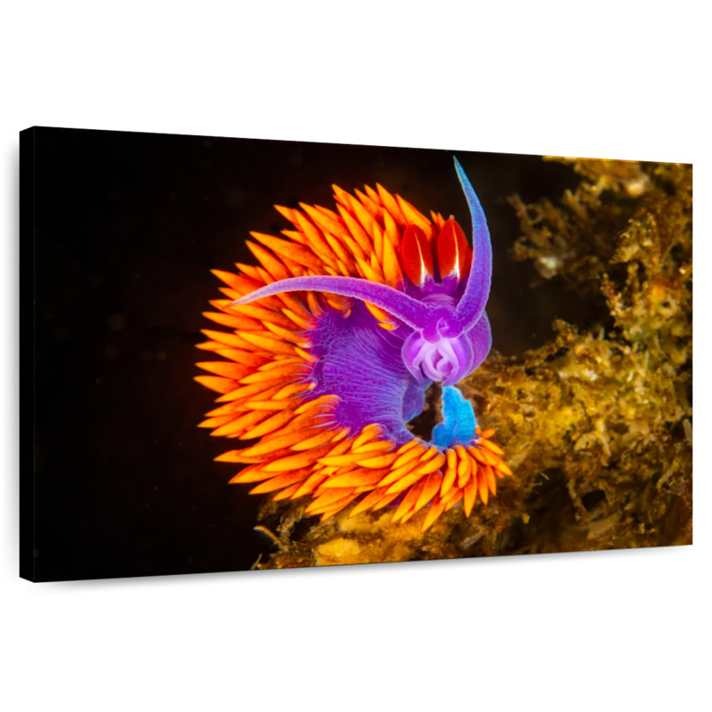 Spanish Shawl Nudibranch, 26" H x 39" W