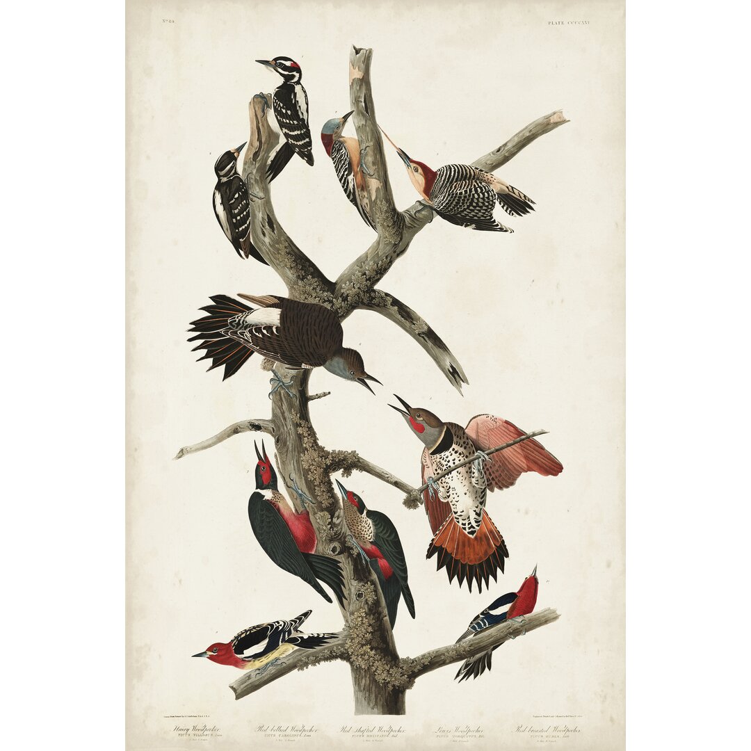 Leinwandbild Pl. 416 Hairy Woodpecker von John Audubon