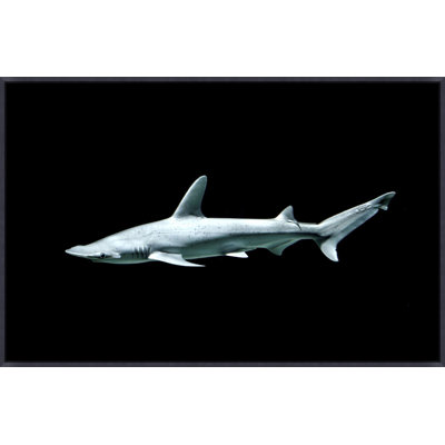 Shovelhead Shark Print by Mat Sanders