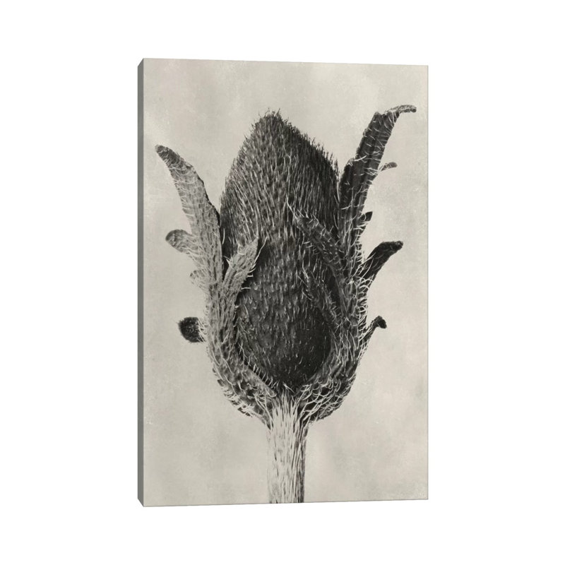 Blossfeldt Botanical VI by Karl Blossfeldt - Wrapped Canvas Print, 101.6 cm H x 66.04 cm W