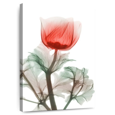 Anémone Harnek Lonely Poinciana