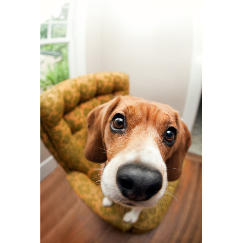 Beagle Dog Fisheye par Ryanjlane, H 48 po x l 32 po