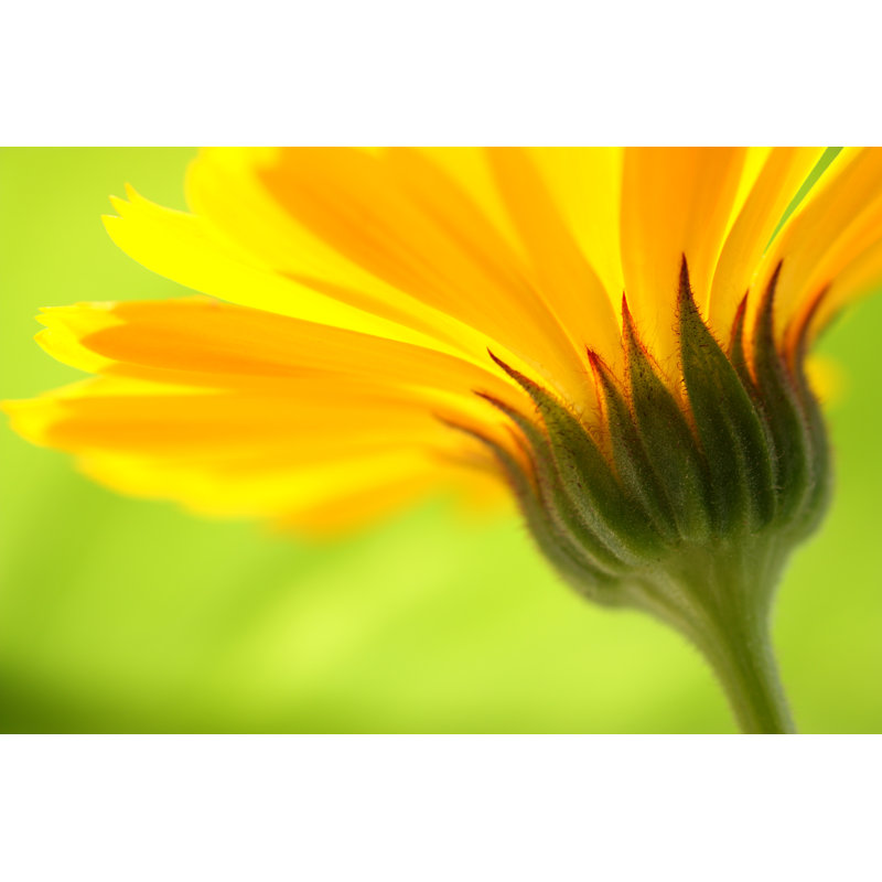 Tige d'une marguerite jaune par Aydinmutlu, H 32 po x l 48 po