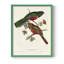 Impression encadrée Elegant Trogons VI - bois massif-68951763-68951764