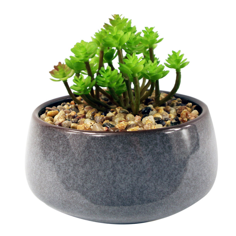 Annistin 14cm Plant