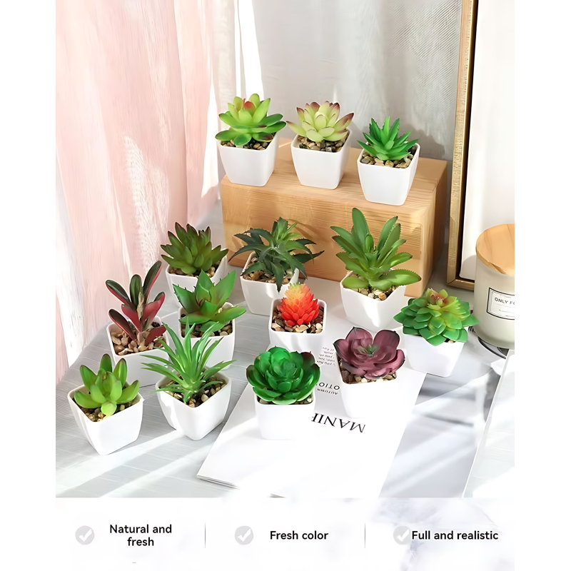 Plante grasse 3,93 po