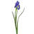Dutch Iris 25" 