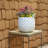 12" High Pineapple Planter, 2-pack