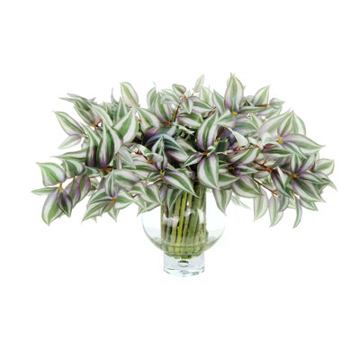 Tradescantia disposée dans un vase en verre