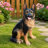 Outdoor Dog Statue