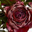 Arrangement-1800732268