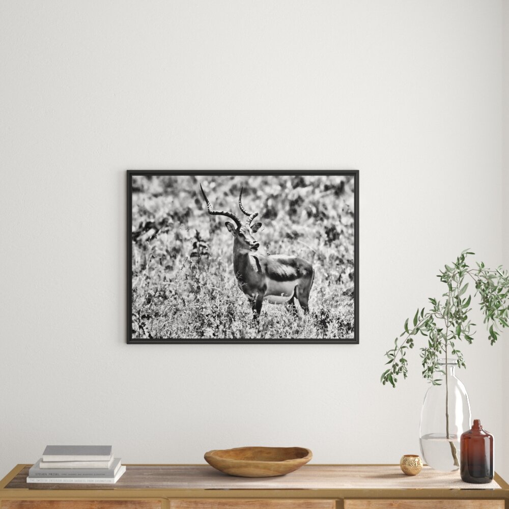 Gerahmtes Wandbild DorkasgazelleWildgras