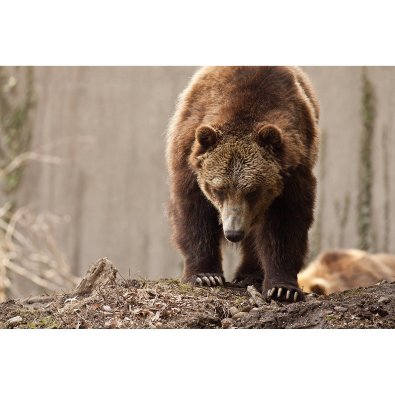 Grizzly Bear - Wrapped Canvas Print, 51cm H x 76cm W x 3.8cm D