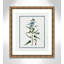 Colombe Shabby Elegance Botanical I - Art encadré avec fond perdu-72514545-72514543