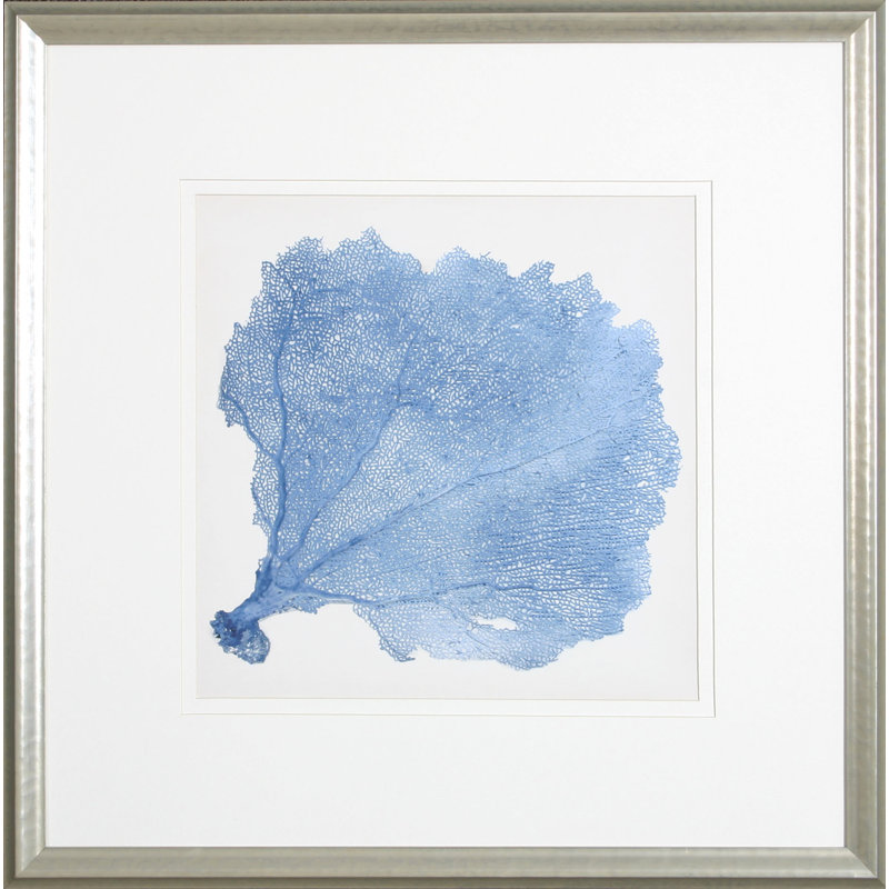 Sea Fan V Print by Vision