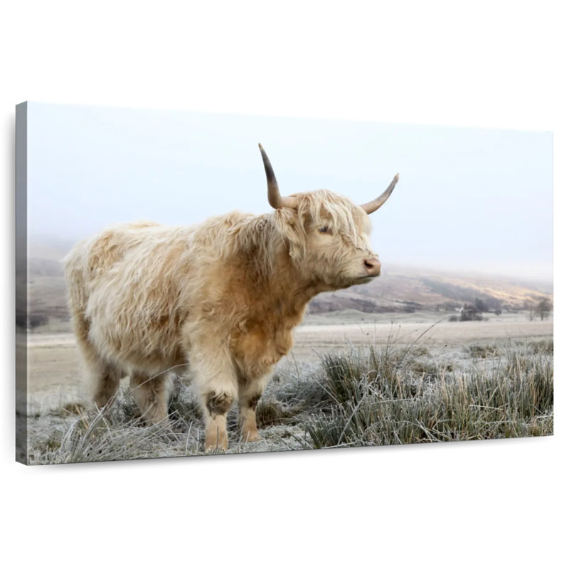 Brampt Wild White Highland Cow, 20" H x 30" W
