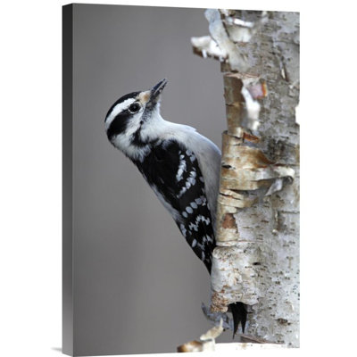 " Downy Woodpecker "
