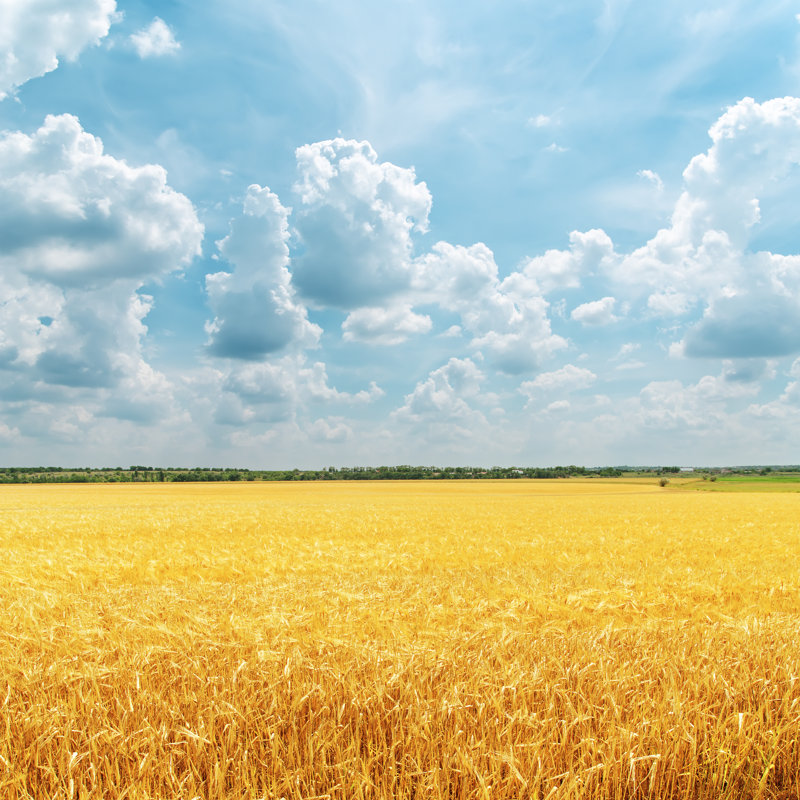 Cloudy Sky Over Golden Field by Mycola - Wrapped Canvas Print, 30cm H x 30cm W x 3.8cm D